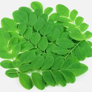 Moringa Leaves